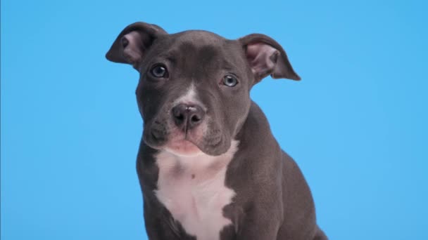 Adorable Perro Bravucón Americano Azul Mirando Hacia Arriba Sentado Moviendo — Vídeos de Stock