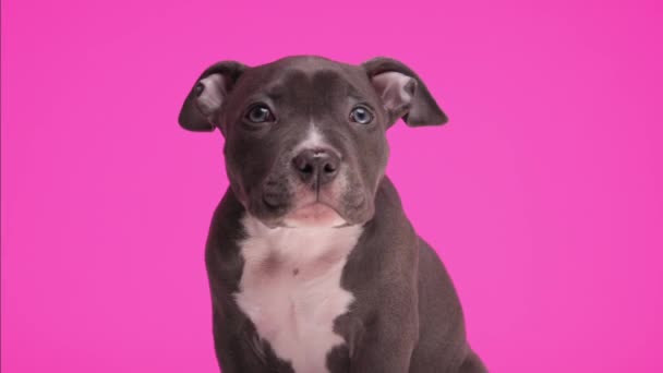 Korkmuş Küçük Amerikalı Zorba Köpek Yavrusu Pembe Arka Planda Otururken — Stok video