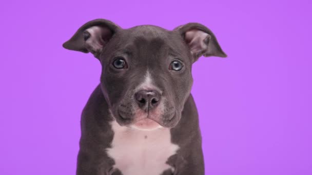 美丽的美国小霸道蓝狗害羞 向前看 一边舔鼻涕 一边坐着 头垂在紫色的背景上 — 图库视频影像