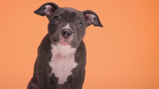 Lindo Azul Americano Bully Filhote Cachorro Olhando Para Cima Sentado — Vídeo de Stock