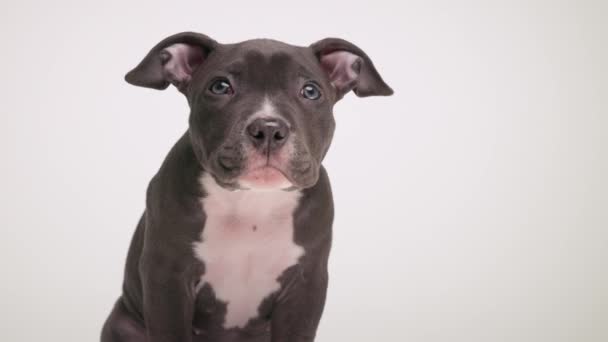Projeto Vídeo Adorável Pouco Americano Bully Cão Olhando Para Cima — Vídeo de Stock