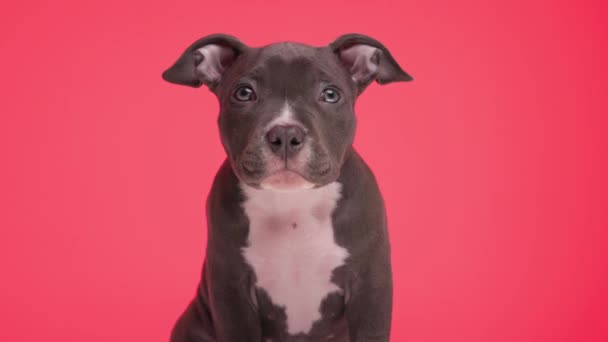 Zvědavý Malý Americký Tyran Pes Sedí Dívá Nahoru Před Stojící — Stock video