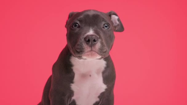Sevimli Mavi Amerikalı Zorba Köpek Yavrusu Kırmızı Arkaplan Önünde Otururken — Stok video