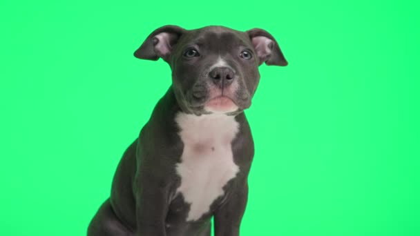 Proyecto Vídeo Adorable Cachorrito Bravucón Americano Sentado Mirando Hacia Arriba — Vídeos de Stock