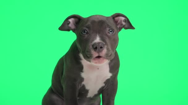 Sleepy Little American Bully Puppy Yawning Opening Ears Being Curious — Stock Video