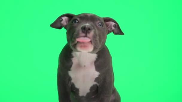 Сладко Голубой Американский Бульдог Собака Любит Нос Смотрит Вверх Жадным — стоковое видео