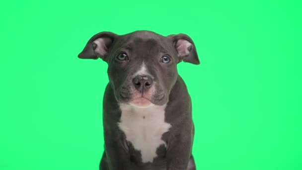 Líný Malý Americký Tyran Pes Sedí Třese Unavený Zívá Těší — Stock video