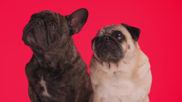 Пара Французьких Бульдог Мопс Собак Цікаві Дивлячись Вгору Сидячи Поруч — стокове відео