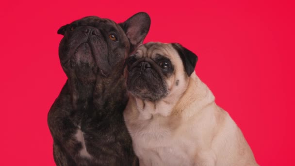 Αξιολάτρευτο Δύο Σκυλιά Είναι Περίεργο Ενώ Κάθεται Δίπλα Στο Άλλο — Αρχείο Βίντεο