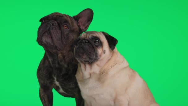 Bonito Francês Bulldog Filhote Cachorro Sendo Curioso Olhando Para Cima — Vídeo de Stock