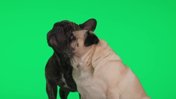 Dois Lindos Animais Domésticos Olhando Para Cima Sendo Ansioso Bulldog — Vídeo de Stock