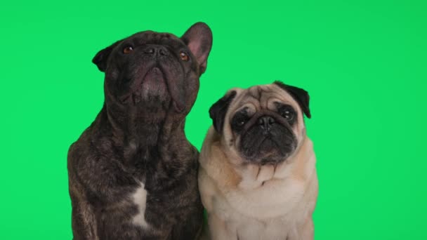 Projekt Videó Édes Francia Bulldog Mopsz Kölykök Felnéz Kíváncsi Előtt — Stock videók