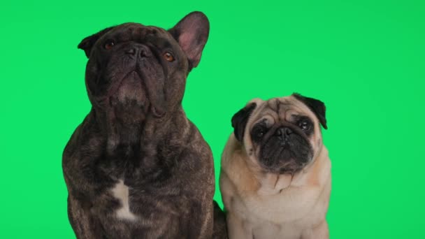 Hermosa Pareja Dos Cachorros Bulldog Francés Pug Mirando Hacia Arriba — Vídeos de Stock