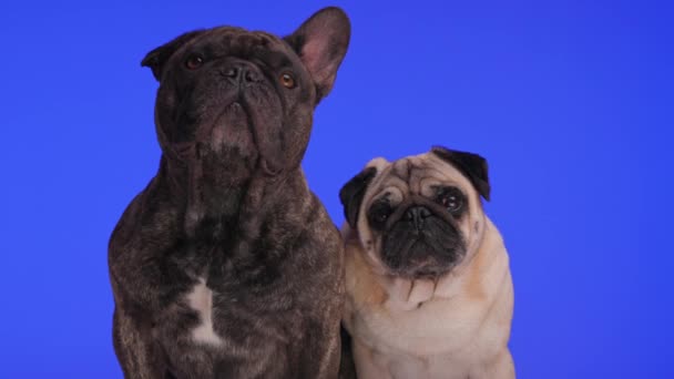 Encantador Bulldog Francés Cachorro Mirando Hacia Arriba Alejándose Amigo Pug — Vídeos de Stock