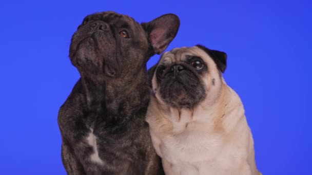 好奇的法国斗牛犬和哈巴狗好奇的样子 抬起头 坐在紫色背景的前面 — 图库视频影像