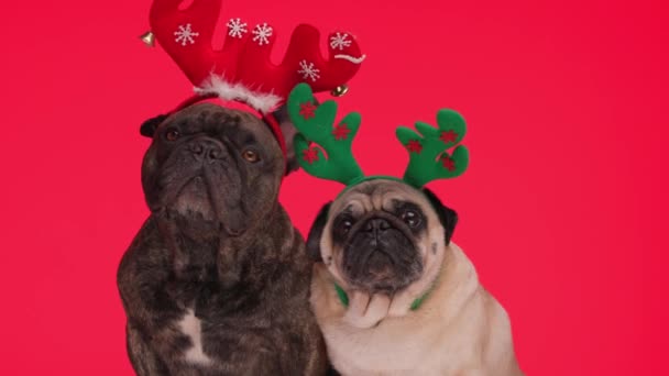 Красива Пара Двох Собак Французький Бульдог Мопс Носять Різдвяні Головні — стокове відео