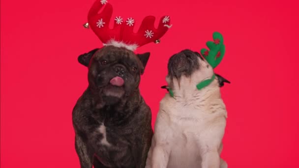 两只头戴驯鹿头巾 头戴圣诞头巾 头戴圣诞头巾的圣诞公犬 坐在红色背景下 抬起头舔鼻涕 — 图库视频影像
