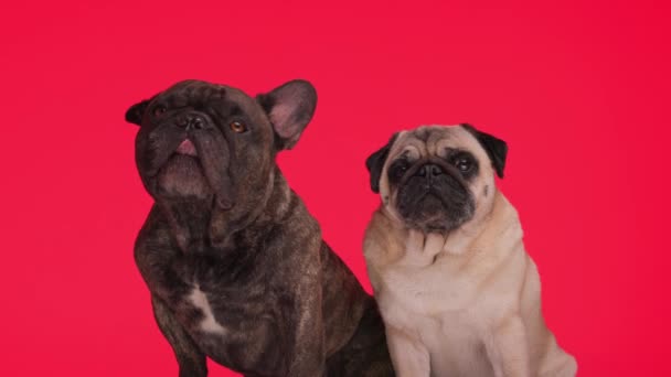 Adorável Francês Bulldog Pug Filhotes Sentado Olhando Para Cima Ser — Vídeo de Stock