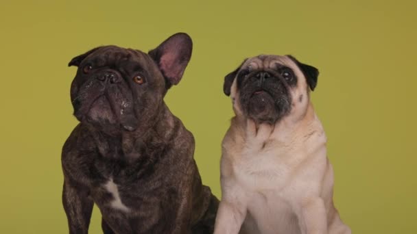 Carino Francese Bulldog Cucciolo Seduto Accanto Suo Avido Amico Carlino — Video Stock