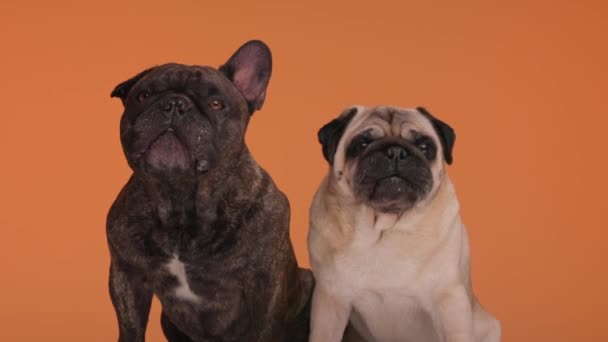 Proyecto Video Pareja Encantadora Bulldog Francés Cachorros Pug Sentados Uno — Vídeos de Stock
