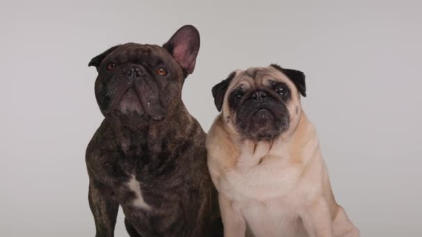 Pasangan Anjing Bulldog Dan Anjing Pug Perancis Yang Cantik Menjilat — Stok Video
