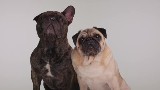 Proyecto Video Dulce Pareja Dos Curiosos Bulldog Pug Dogs Franceses — Vídeos de Stock