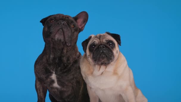 Imádnivaló Francia Bulldog Felnéz Elsétál Kis Kíváncsi Mopsza Előtt Kék — Stock videók