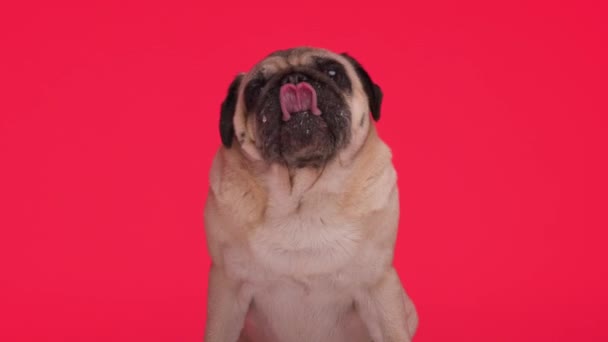 赤い背景の前に座っている間 舌と鼻を舐める貪欲な小さなパグの子犬 — ストック動画