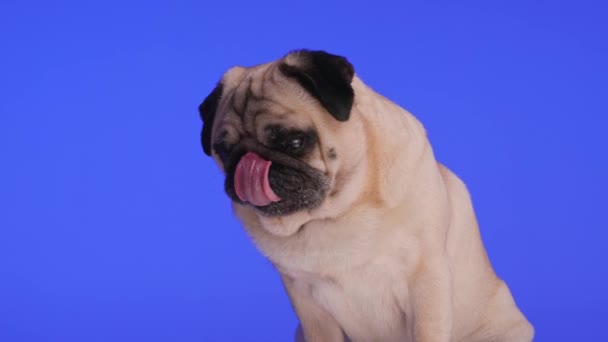 Side View Video Cute Little Pug Dog Licking Nose Looking — Stock Video
