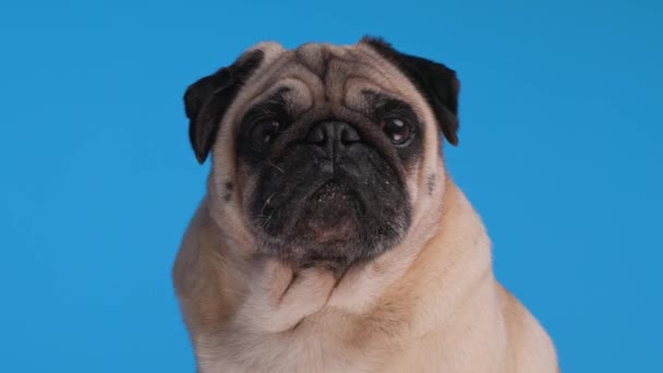 클로즈업 비디오의 사랑스러운 엉덩이 강아지 기대하고 스튜디오에서 파란색 — 비디오