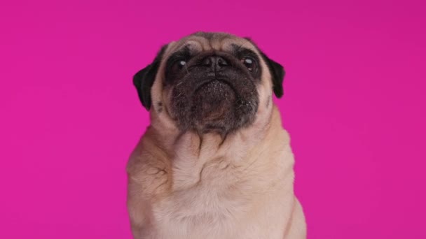 好奇心旺盛なパグ犬は舌を出して鼻を舐め 貪欲で ピンクの背景に座っている間周りを見回します — ストック動画