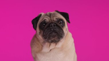 Güzel, küçük köpek ileriye bakıyor, dilini çıkarıyor ve pembe arka planda otururken burnunu yalıyor.