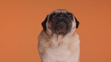 Dilini çıkaran, burnunu yalayan, aç gözlü, turuncu arka planda oturan sevimli bir köpek.