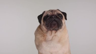 Meraklı köpek yavrusu burnunu yalıyor, yukarı bakıyor ve gri arka planda otururken merak ediyor.