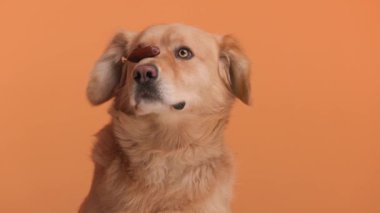 İtaatkar av köpeği turuncu arka planda otururken burnundan düşen ikramı bekliyor.