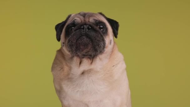 Greedy Small Pug Puppy Sticking Out Tongue Looking Licking Nose — Stock Video