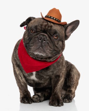 Şerif şapkalı ve kırmızı bandanalı sevimli Fransız bulldog beyaz arka planda oturuyor ve ileriye bakıyor.