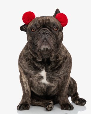 Kırmızı püsküllü şirin siyah buldog yavrusunun tüm vücudu. Stüdyoda beyaz arka planda oturuyor.