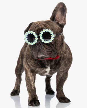 Çiçekli, güneş gözlüklü ve papyonlu, beyaz arka planda duran sevimli Fransız bulldog köpeği. 