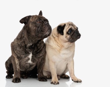İki küçük köpek, Fransız bulldog ve pug beyaz arka planın önünde oturuyorlar.