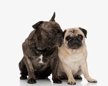 Güzel bir çift buldog ve köpek yavrusu beyaz arka planda otururken birbirlerine sevgi ve şefkat gösteriyorlar.