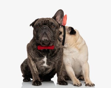 Saç bandı takmış ürkek, beyaz arka planda otururken sevgilisi buldog köpeğinin kırmızı papyonunu kokluyor.