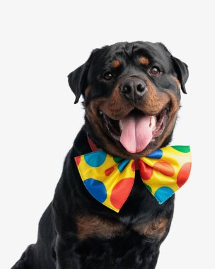 Heyecanlı, dili açık, renkli bir palyaçoya benzeyen papyon takmış, beyaz arka plan önünde oturan bir köpek.