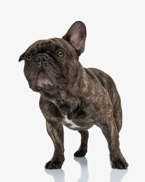 Curious French Bulldog Puppy Looking Away Trying See Far Away — Stock Photo, Image