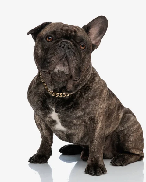 スタジオで白い背景の前に座っている間見上げて乞う黄金の襟を持つ甘いフランスのブルドッグの子犬 — ストック写真