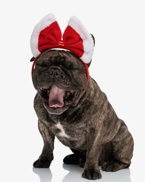 Sleepy Bulldog Francés Cachorro Con Rojo Navidad Arco Bostezo Sentado — Foto de Stock