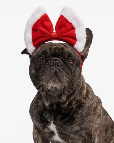 Beautiful French Bulldog Puppy Wearing Christmas Bow Headband Looking Forward — Stock Photo, Image