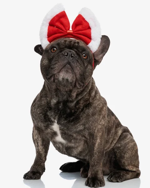 Adorable Bulldog Francés Con Arco Navidad Siendo Curioso Mirando Hacia — Foto de Stock