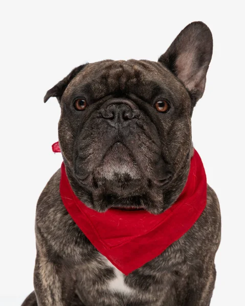 Roztomilý Francouzský Buldok Dospělý Pes Těšit Nosit Červený Šátek Sedí — Stock fotografie