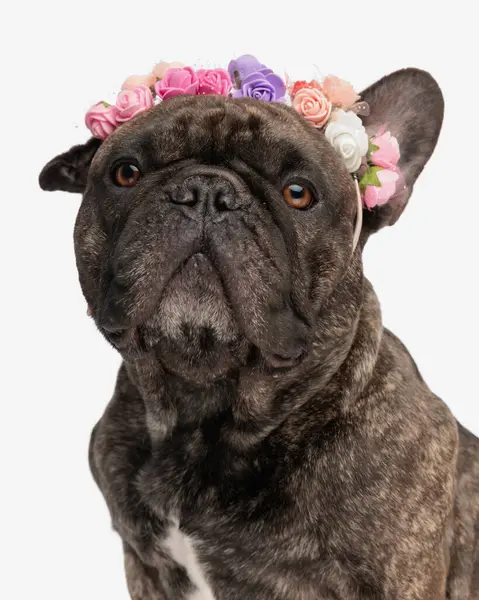 Adorable Bulldog Francés Cachorro Con Flores Primavera Diadema Mirando Hacia —  Fotos de Stock